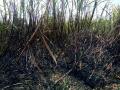 शॉर्टसर्किटमुळे तीन एकर ऊस जळून खाक - Marathi News | Burn three acres of sugarcane due to short circuit | Latest nashik News at Lokmat.com