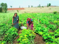मानोरी परिसरात पावसाने पिकांना नवसंजीवनी - Marathi News | Navsanjivani rains crop up in Manori area | Latest nashik News at Lokmat.com