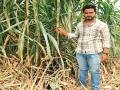   उसाच्या १०००१ रोपाची निर्मिती - Marathi News | 10001 plantation of sugarcane | Latest jalgaon News at Lokmat.com
