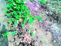 नैसर्गिक आपत्तीने ६२ हजार शेतकरी अडचणीत - Marathi News | 62 thousand farmers suffer from natural disasters | Latest yavatmal News at Lokmat.com