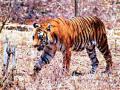 वाघाचा शूटर नवाब जंगलाबाहेर - Marathi News | Tiger shooter out of Nawab Jungle | Latest yavatmal News at Lokmat.com