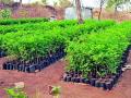 पुसद विभागात वृक्ष लागवड उद्दिष्ट १८ कोटी - Marathi News | Tree plantation target in Pusad region is 18 crores | Latest yavatmal News at Lokmat.com
