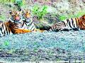 टिपेश्वर अभयारण्याची क्षमता चारच वाघांची - Marathi News | The Tipeshwar sanctuary has four tigers | Latest yavatmal News at Lokmat.com