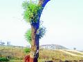 पुनर्रोपित वृक्षाला फुटली पालवी - Marathi News | Replaced tree breaks down | Latest yavatmal News at Lokmat.com
