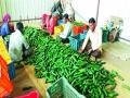 खडकाळ माळरानावर  चायना काकडी - Marathi News | Chinese cucumber on the rocks | Latest nashik News at Lokmat.com