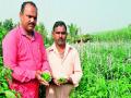 दहा गुंठे मिरचीतून दीड लाखाचे उत्पन्न - Marathi News |  The yield of one and a half cubits | Latest nashik News at Lokmat.com