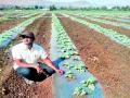 एक एकरात ३६ टन टरबूज - Marathi News | Acreage 36 Ton Watermelon | Latest nashik News at Lokmat.com