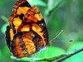 उपराजधानीत पहिल्यांदाच नाखवा फुलपाखराची नाेंद - Marathi News | Nakhava butterfly for the first time in the sub- capital | Latest nagpur News at Lokmat.com