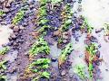 चार दिवसांत तीन हजार हेक्टरचे नुकसान - Marathi News | Loss of three thousand hectares in four days | Latest yavatmal News at Lokmat.com