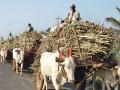 उत्तर प्रदेशातील साखर लॉबीच्या दबावातच ठरतात ऊसाचे दर - Marathi News | Sugarcane prices fixed under pressure of Uttar Pradesh sugar lobby | Latest vardha News at Lokmat.com
