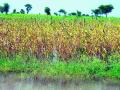 ८४ हजार हेक्टरवरील पिके पाण्यात - Marathi News |  3 thousand hectares of crops in water | Latest nashik News at Lokmat.com