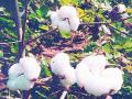 औरंगाबाद जिल्ह्यात यंदा कपाशी क्षेत्र घटणार - Marathi News | This year the crop area in Aurangabad district will come down | Latest chhatrapati-sambhajinagar News at Lokmat.com