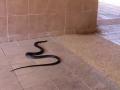 हिवाळी अधिवेशनादरम्यान आमदार निवासात साप निघतो तेव्हा... - Marathi News | When the snake found in the MLA's room during the winter session ... | Latest nagpur News at Lokmat.com