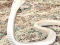 वर्धा जिल्ह्यात प्रथमच आढळला पांढरा नाग - Marathi News | The white snake found for the first time in Wardha district | Latest vardha News at Lokmat.com