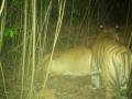 फोंडाघाटात वाघाच्या संपूर्ण परिवाराने पुन्हा दिले दर्शन - Marathi News | The entire tiger family reappeared at Fondaghat | Latest environment News at Lokmat.com