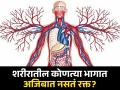 शरीरातील एक असा अवयव असतो ज्यात नसतं रक्त, मग त्याचं काम कसं चालतं? - Marathi News | There is an organ in the body that does not have blood, so how does it work? | Latest jarahatke News at Lokmat.com