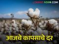 आज राज्यात कापसाला किती मिळाला दर? जाणून घ्या - Marathi News | maharashtra agriculture farmer todays cotton rates in market yards | Latest agriculture News at Lokmat.com
