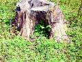 सागवान कटाईप्रकरणी कारवाई केव्हा? - Marathi News | When to take action in teak harvesting case? | Latest amravati News at Lokmat.com