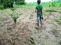 नाल्याच्या पुरामुळे शेतातील पीक गेले खरडून - Marathi News | Due to drainage flooding, the crop has gone in the fields | Latest amravati News at Lokmat.com