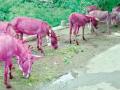 बैलांऐवजी गाढवांचा पोळा - Marathi News | Donkeys instead of bulls | Latest amravati News at Lokmat.com