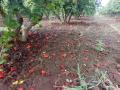 आटपाडी तालुक्यात डाळिंब बागांचे नुकसान - Marathi News | Damage of pomegranate orchards in Atpadi taluka | Latest sangli News at Lokmat.com