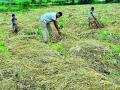 परतीच्या पावसाने बांध्यातच कडपा अंकुरल्या - Marathi News | After returning rain, the paddy straw is tied | Latest bhandara News at Lokmat.com