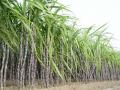 ब्राह्मणगावी कांद्यापाठोपाठ ऊस लागवडीत वाढ - Marathi News | Increase in sugarcane cultivation followed by onion in Brahmangavi | Latest nashik News at Lokmat.com