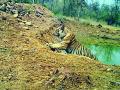शिवणी जंगलात वाघाचे वास्तव्य - Marathi News | Tiger resides in Shivani forest | Latest chandrapur News at Lokmat.com