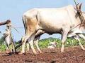 दिंडोरी तालुक्यात पेरण्यांची लगीनघाई सुरू - Marathi News | In Dindori taluka sowing is in full swing | Latest nashik News at Lokmat.com