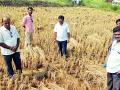 परतीचा पाऊस व रोगांमुळे धानपीक धोक्यात - Marathi News | Paddy in danger due to rain and diseases | Latest gadchiroli News at Lokmat.com