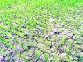 रोवणी केलेल्या शेतजमिनीला पाण्याअभावी पडल्या भेगा - Marathi News | Divide the irrigated farmland due to lack of water | Latest gadchiroli News at Lokmat.com