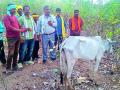 शिकारीसाठी लावलेल्या फासात अडकली गाय - Marathi News | Cows trapped in a trapped trap | Latest gadchiroli News at Lokmat.com