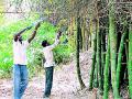 ३३५ कक्षांमध्ये बांबू कटाई होणार - Marathi News | Bamboo harvesting in 335 cells | Latest gadchiroli News at Lokmat.com