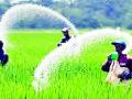 युरियामुळे शेतकऱ्यांची कोंडी कायम - Marathi News | Urea perpetuates farmers' woes | Latest gondia News at Lokmat.com
