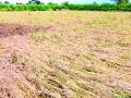 परतीच्या पावसाने १४०० हेक्टरमधील पिकांचे नुकसान - Marathi News | Return rains damage crops in 1400 hectares | Latest gondia News at Lokmat.com