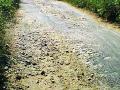 अर्जुनी चांदोरी खुर्द मार्गाची दुर्दशा - Marathi News | Illness of Arjuni Chandori Khurd Road | Latest gondia News at Lokmat.com