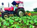 दीडशे एकर कोबीवर नांगर - Marathi News | Anchor at 150 acres of cabbage | Latest nashik News at Lokmat.com