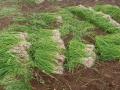 कांदा लागवडीसाठी शेतकरी सज्ज - Marathi News | Farmers ready for onion cultivation | Latest nashik News at Lokmat.com