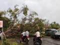 नेवासा फाटा रोडवर झाड पडल्याने वाहतूक खोळंबली.. - Marathi News | A tree fell on Nevasa Fata Road, causing traffic congestion. | Latest ahilyanagar News at Lokmat.com