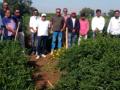 सहा एकर क्षेत्रात घेतले 500 क्विंटल उत्पादन - Marathi News | Produced 500 quintals grown in an area of six acres | Latest nandurbar News at Lokmat.com