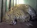 सिन्नर तालुक्यात बिबट्या जेरबंद - Marathi News | Leopard confiscated in Sinnar taluka | Latest nashik News at Lokmat.com