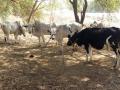 ना छावणीला, ना दावणीला चारा मिळेना - Marathi News |  Do not get feed for the camp, do not feed them | Latest nashik News at Lokmat.com