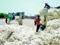 सीसीआयकडून ‘सोशल डिस्टन्सिंग’ने कापसाची खरेदी - Marathi News | Cotton purchased by CCI keeping 'Social Distance' | Latest vardha News at Lokmat.com