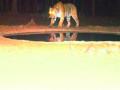 वाघासाठी पाणवठ्यांवर ‘ट्रॅप कॅमेरे’ - Marathi News | 'Trap cameras' on water bodies for tigers | Latest yavatmal News at Lokmat.com