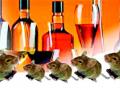 उंदरांनी केली दोन लाखांची दारू नष्ट - Marathi News | The rats destroyed two lakh liters of alcohol | Latest yavatmal News at Lokmat.com
