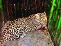 नळवाडी शिवारात बिबट्या जेरबंद - Marathi News |  Leopard marsh in Nalwadi Shivar | Latest nashik News at Lokmat.com