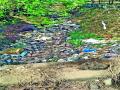 मातोरी  गावात हॉटेल व्यावसायिकांकडून कचरा - Marathi News |  Trash from hoteliers in Matori village | Latest nashik News at Lokmat.com