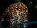 चंद्रपूर जिल्ह्यात बिबट्याच्या हल्ल्यात चार जनावरांचा मृत्यू - Marathi News | Four animals killed in leopard attack in Chandrapur district | Latest chandrapur News at Lokmat.com