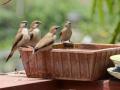 भुकेल्या, तहानलेल्या पक्ष्यांसाठी दाणापाणी - Marathi News | Feeding for hungry, thirsty birds | Latest nagpur News at Lokmat.com