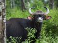 'गाव आणि गवे' संघर्ष गोव्यात पुन्हा ऐरणीवर - Marathi News | Men v/s Bison, conflict again on rise in goa | Latest goa News at Lokmat.com